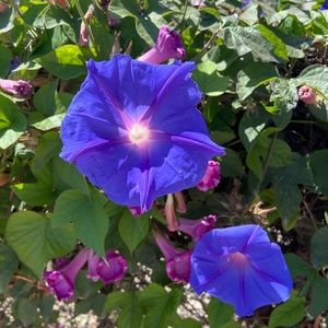 Meet your Posher, Marcel